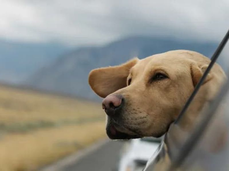 Pet-Friendly Day Trips in Santa Fe