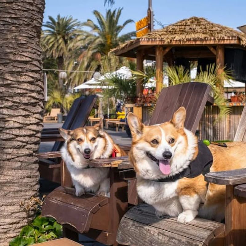 Santa Fe Dog Resorts