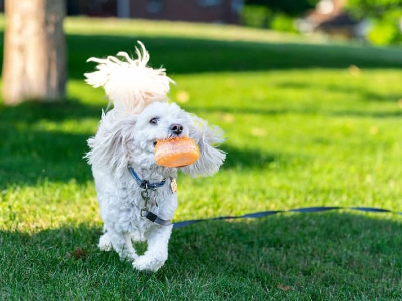 Camp Bow Wow Santa Fe