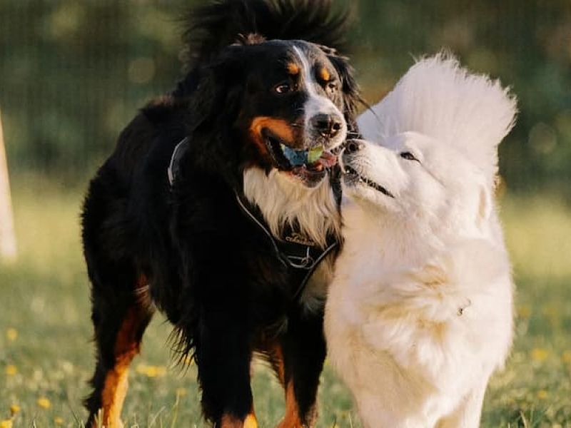 Frank Ortiz Dog Park