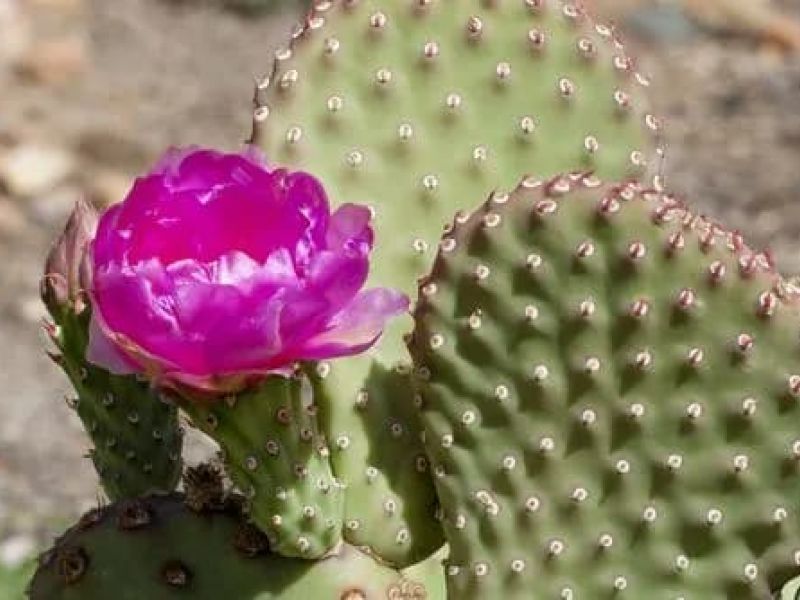 Family-Friendly Spring Adventures in Santa Fe