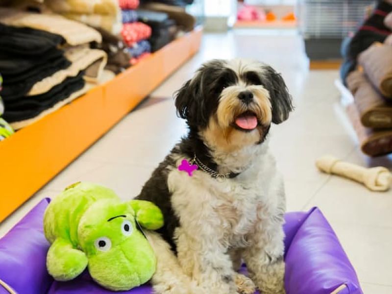 Teca Tu - A Pawsworthy Pet Emporium